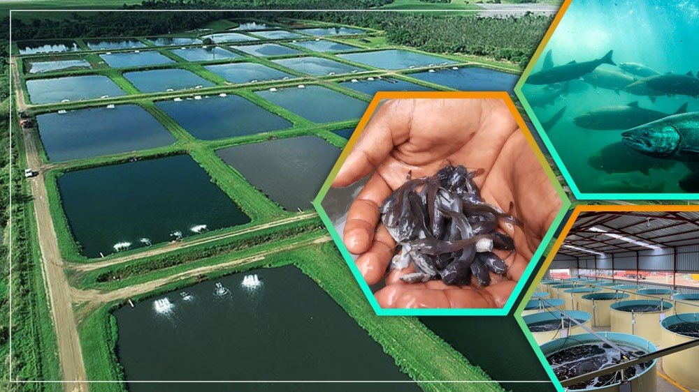 मत्स्यपालन (Fish Farming) अहारव्यवस्था ,सोबतच अर्थव्यवस्था-yojanasandhi.com