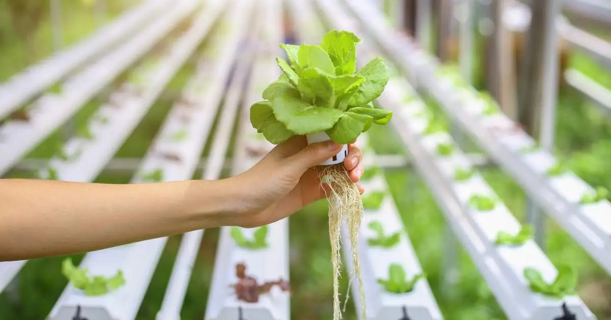 हायड्रोपोनिक्स (Hydroponics Farming) - एक आधुनिक शेती पद्धत-yojanasandhi.com