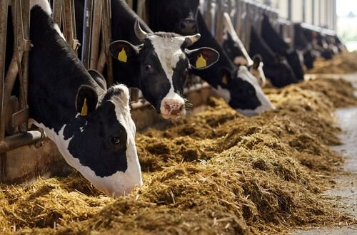 दुधाचे उत्पादन (Dairy Farming) यावर संपूर्ण माहिती देणारा लेख-yojanasandhi.com