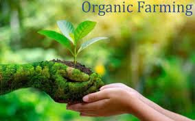 ऑर्गॅनिक फार्मिंग (Organic Farming) – एक पर्यावरणपूरक शेती पद्धत-yojanasandhi.com